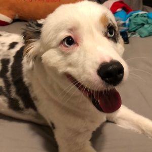 Meet your Posher, Giselle